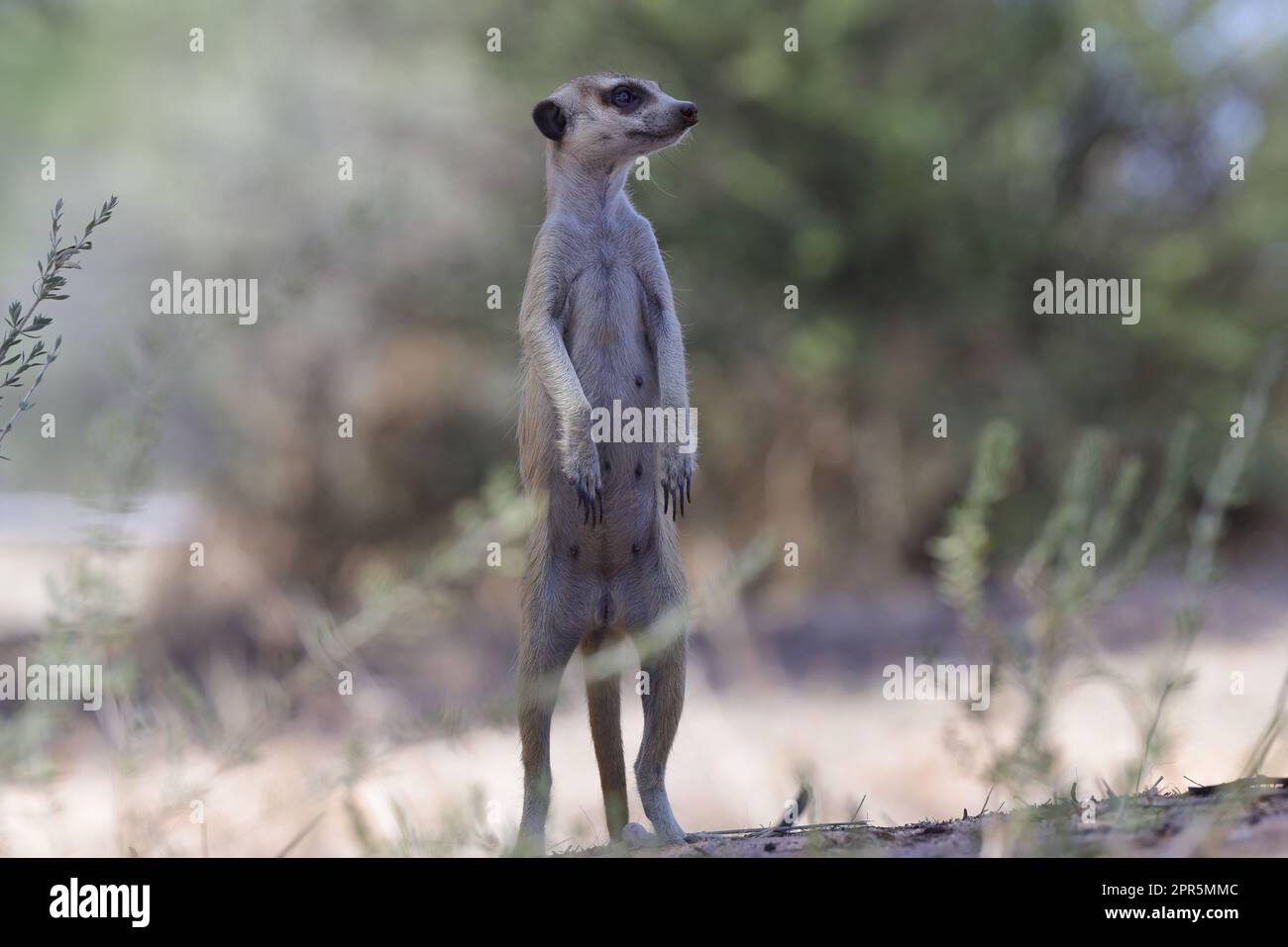 Das Erdmännchen (Suricata suricatta) oder suricate ist ein kleiner Mungo, der im südlichen Afrika gefunden wird. Stockfoto