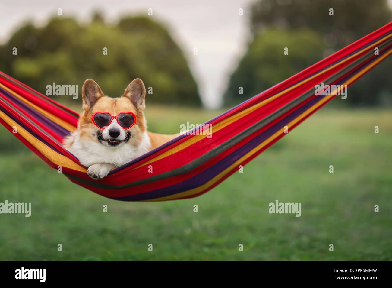 An einem heißen Sommertag liegt das niedliche Hundewelpe mit Sonnenbrille in einer Hängematte und genießt es, sich zu entspannen Stockfoto