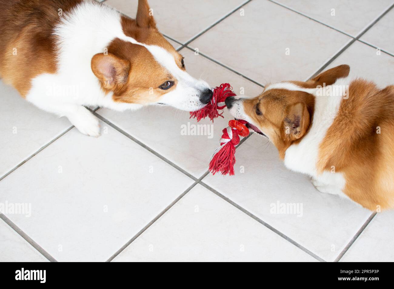 Zwei walisische Pembroke Corgies spielen Tauziehen. Hunde spielen. Stockfoto