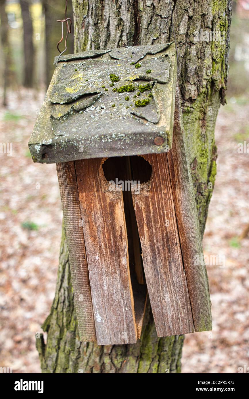 Verlassenes und zerstörtes Vogelhaus auf einem Baum im Park. Stockfoto