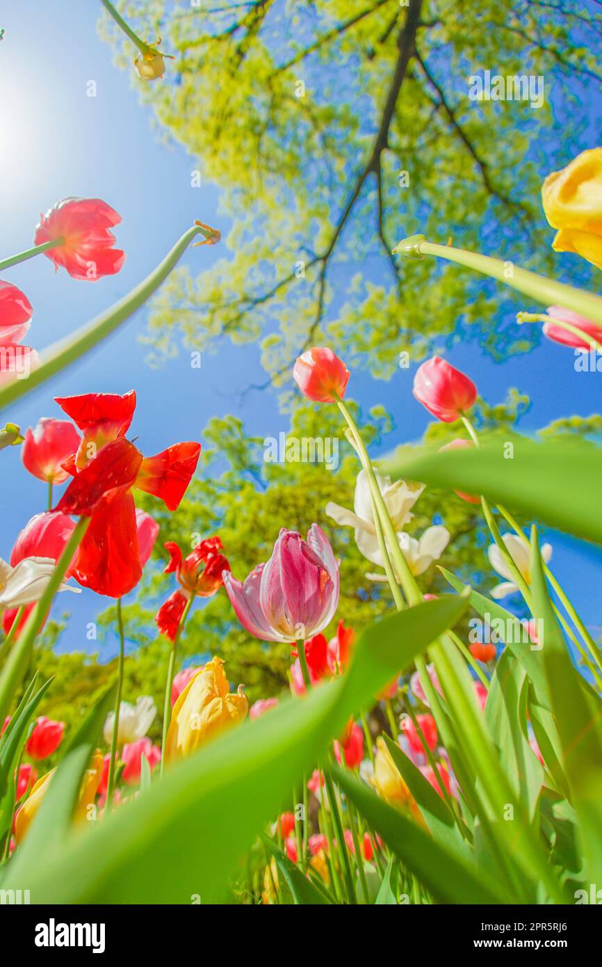 Bunte Tulpen und schönes Wetter Stockfoto