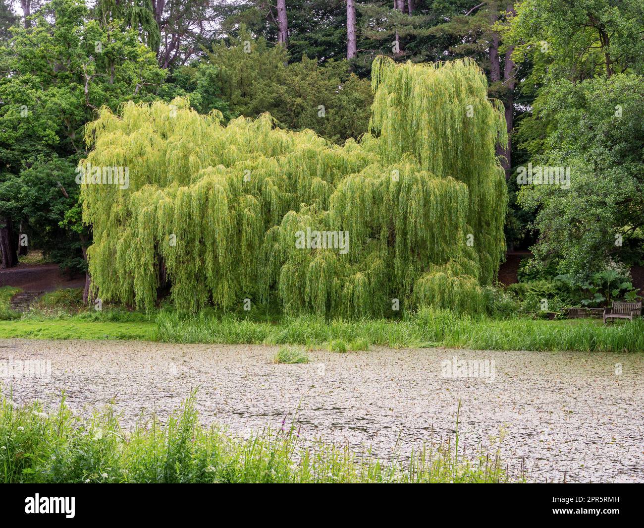 Trauerweidenbaum, Salix babylonica, über einen Teich gesehen Stockfoto