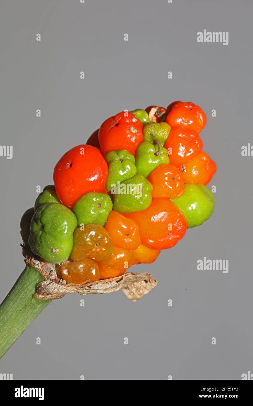 Rote und gelbe Wildfrüchte Nahaufnahme botanischer Hintergrund arum italicum Familie araceae hochwertiger großformatiger Druck Stockfoto
