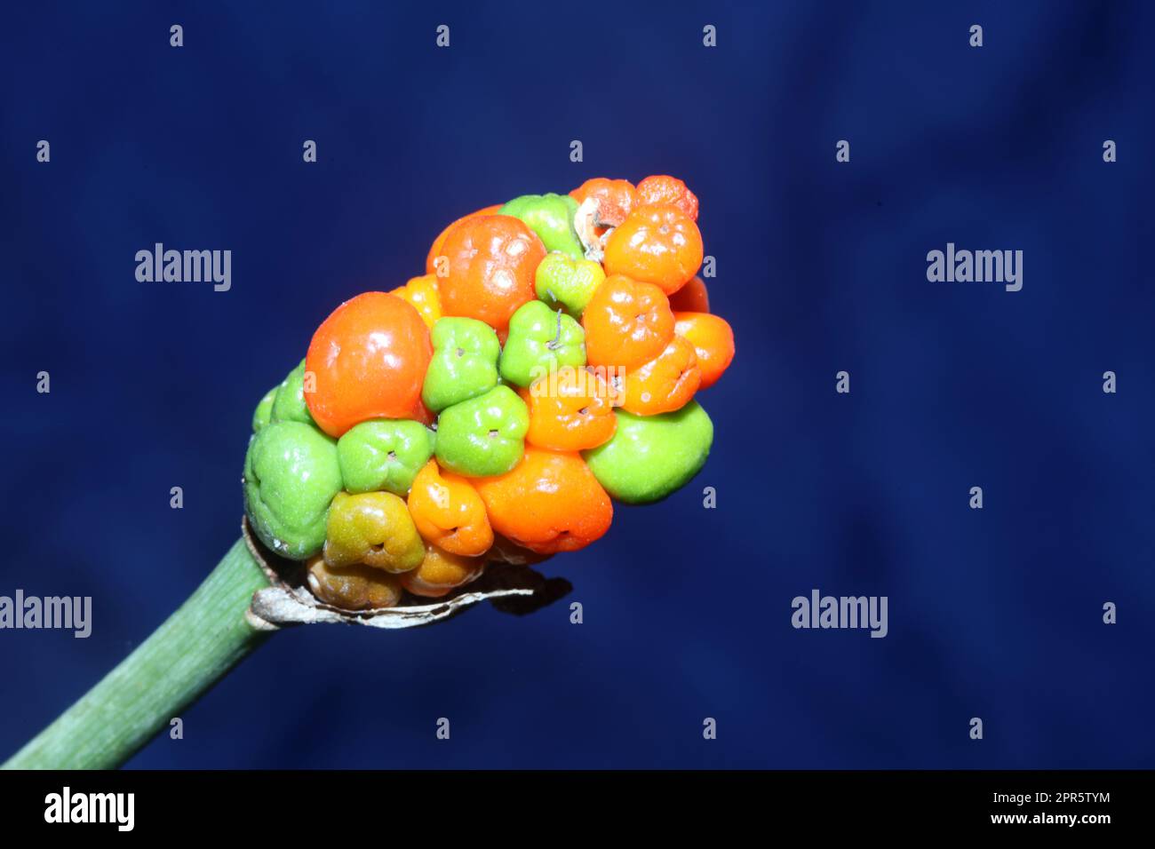 Rote und gelbe Wildfrüchte Nahaufnahme botanischer Hintergrund arum italicum Familie araceae hochwertiger großformatiger Druck Stockfoto