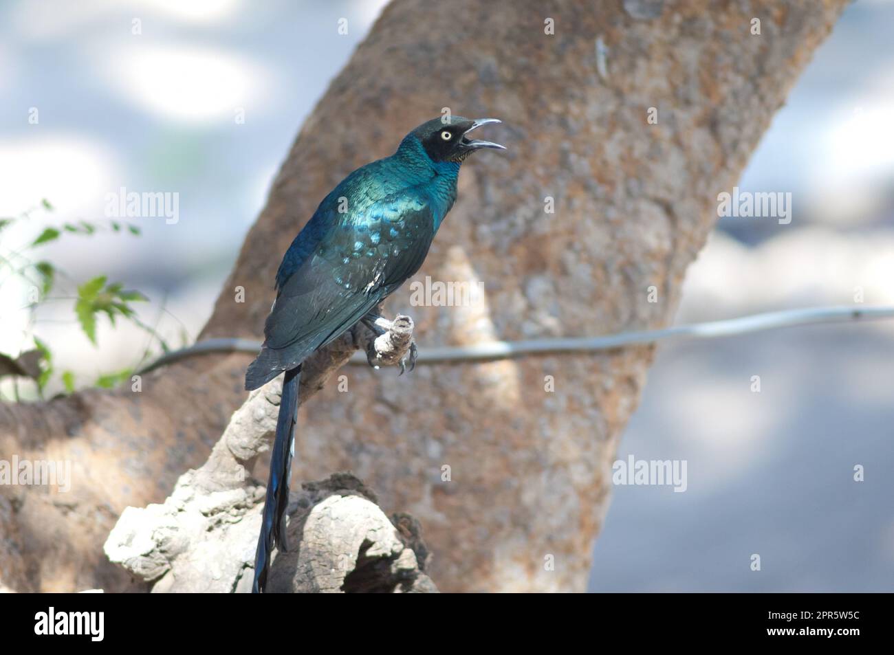 Langschwanzhochglänzender Starling, der einen Zweig anruft. Stockfoto