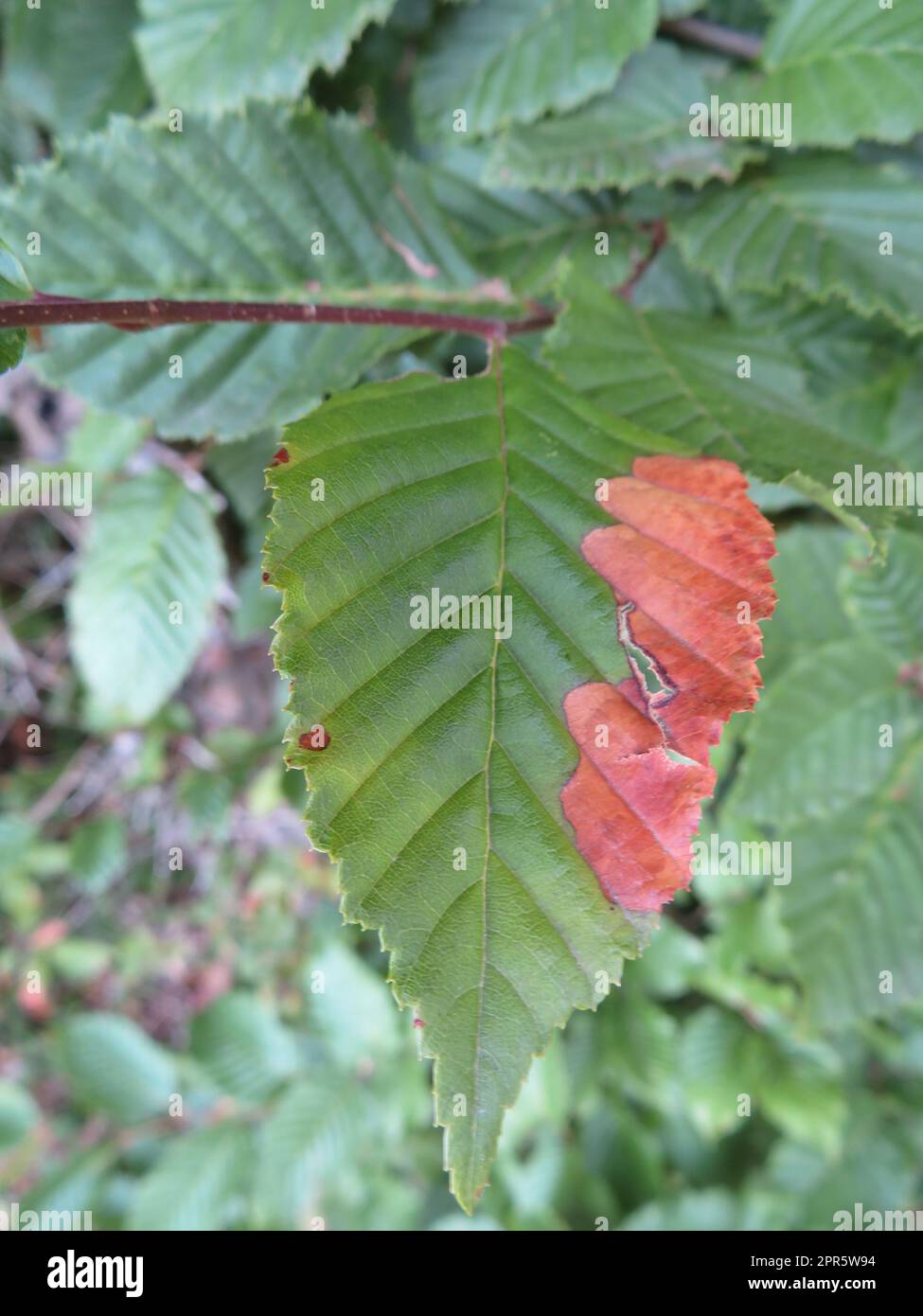 Durch Krankheit oder Dürre geschädigte natürliche Blätter Stockfoto