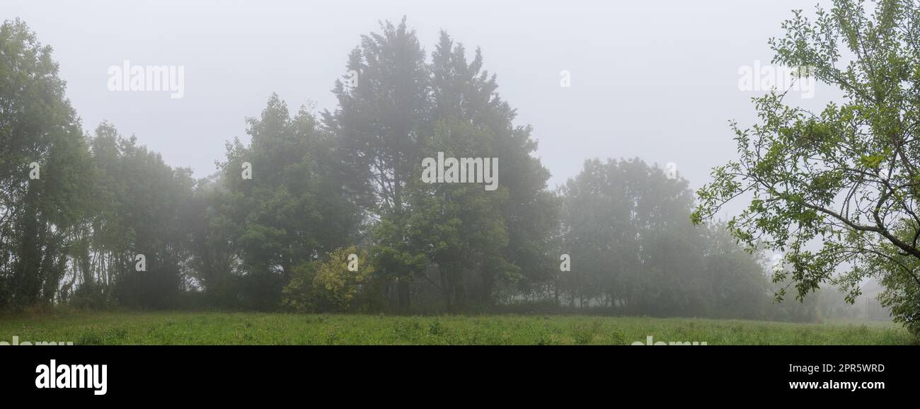 Neblige Landschaft mit Bäumen Panorama-Natur Stockfoto