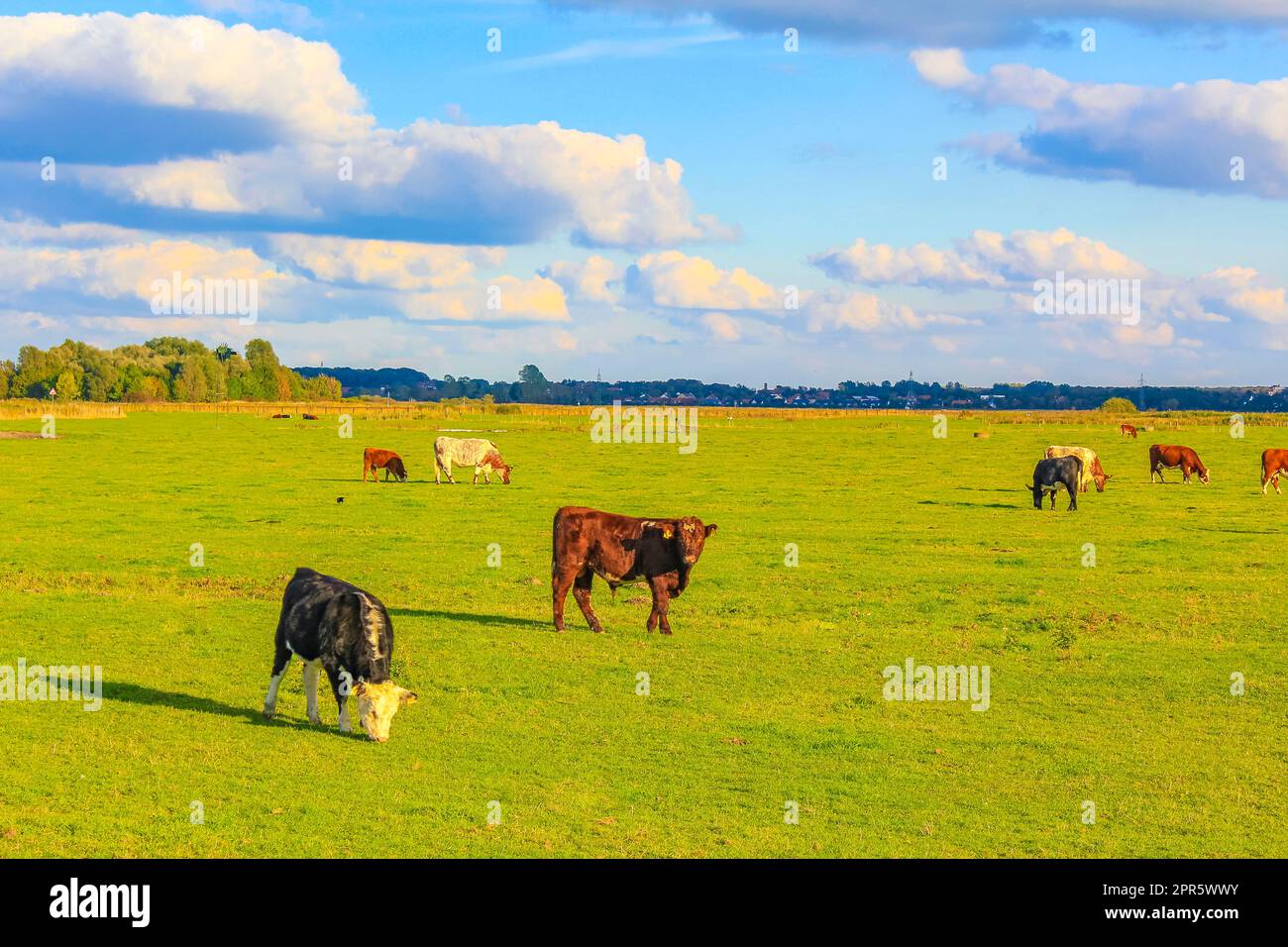 Norddeutsches landwirtschaftliches Feld mit Kühen Natur Landschaft Panorama Deutschland. Stockfoto