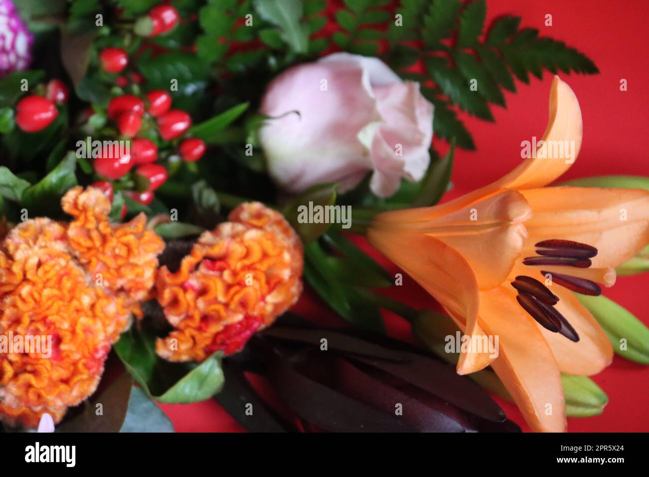 Schöne Blume Meister mit natürlichen hellen Farben Aroma Geschenk Stockfoto