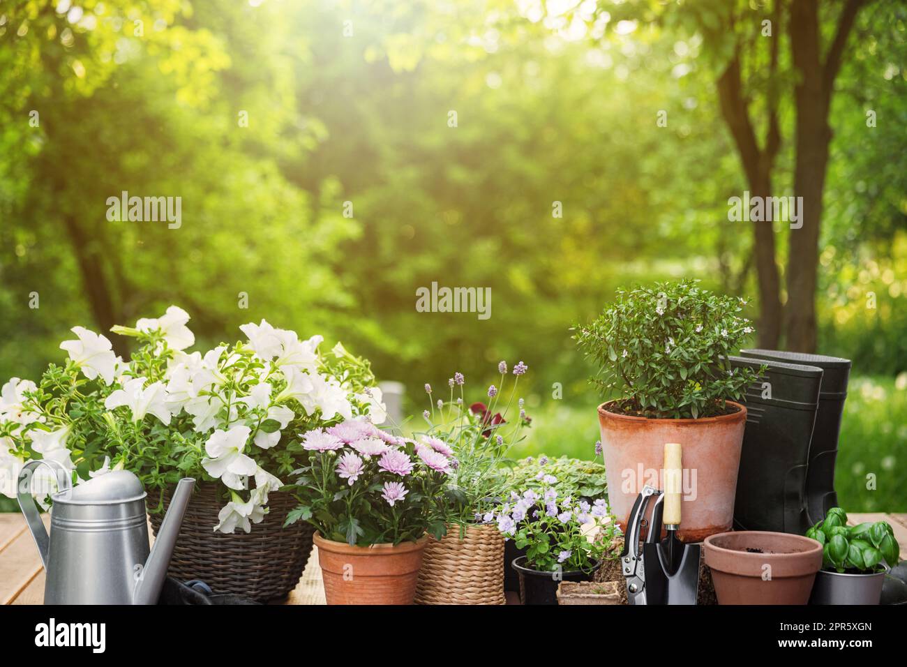 Verschiedene blühende Topfblumen und Kräuter, Gartengeräte und Werkzeuge Stockfoto