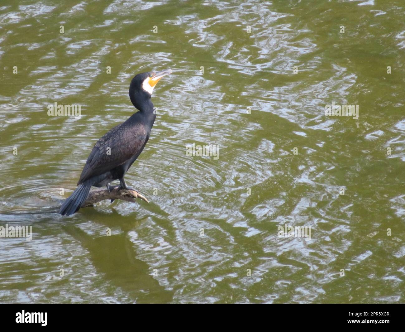 Großer schwarzer vogel -Fotos und -Bildmaterial in hoher Auflösung – Alamy