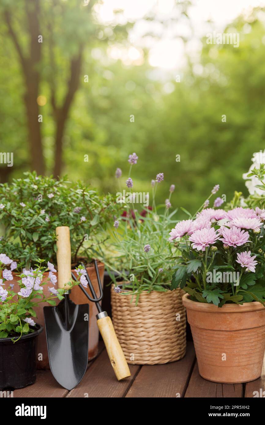 Verschiedene blühende Topfblumen und Kräuter, Gartengeräte und Werkzeuge Stockfoto