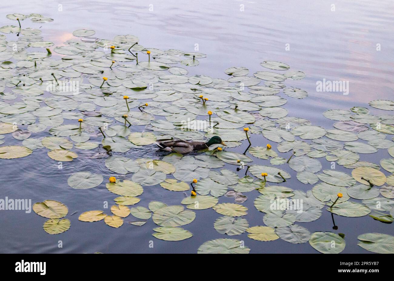 Ente schwimmt in einem Teich voller gelber Wasserlilien, Abend, Sonnenuntergang Stockfoto