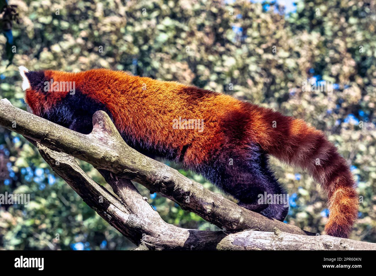 Roter Panda (Ailurus fulgens), auch bekannt als kleiner Panda, roter Bärenkatze oder Katzenbär Stockfoto