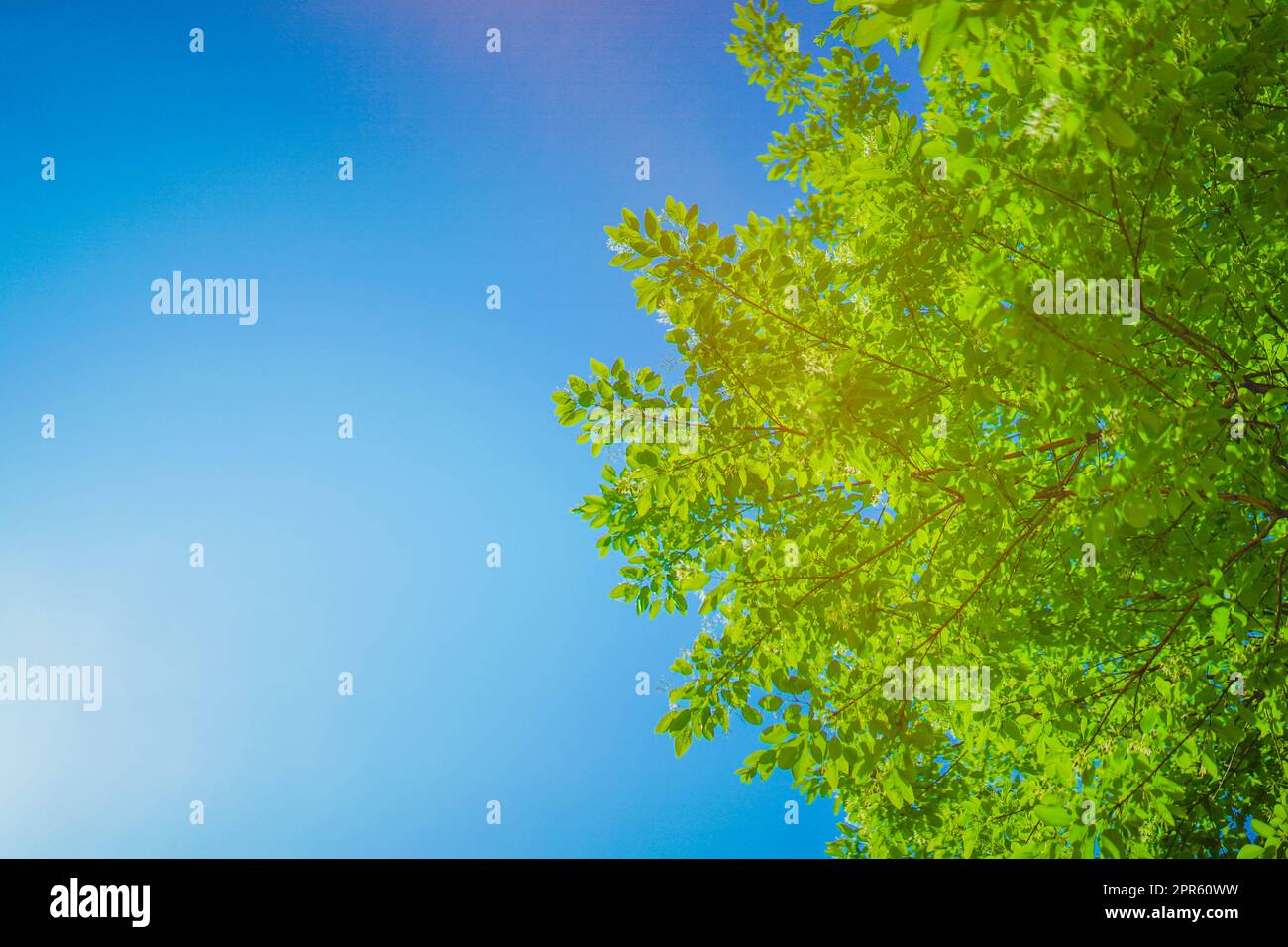 Bild: Frisches Grün und Sonnenbalken Stockfoto