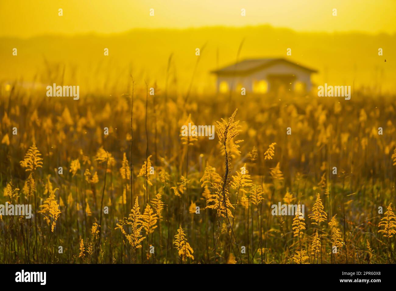 Japanische Pampas Gras Felder und die Sonne und das Haus Stockfoto