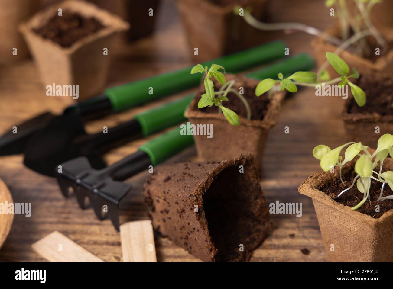 Pflanzliche Setzlinge in biologisch abbaubaren Töpfen in der Nähe von Gartengeräten. Gartenarbeit Stockfoto