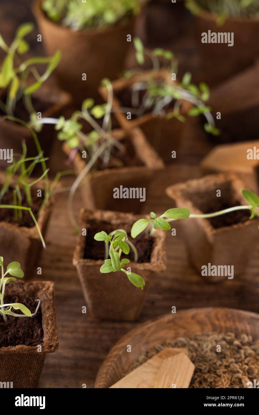 Pflanzen- und Kräuterpflanzen, die in biologisch abbaubaren Töpfen auf einem Holztisch wachsen, sind aus nächster Nähe zu sehen. Urban Indoor Gartenarbeit, hausgemachte Pflanzen, Keimung zu Hause Stockfoto