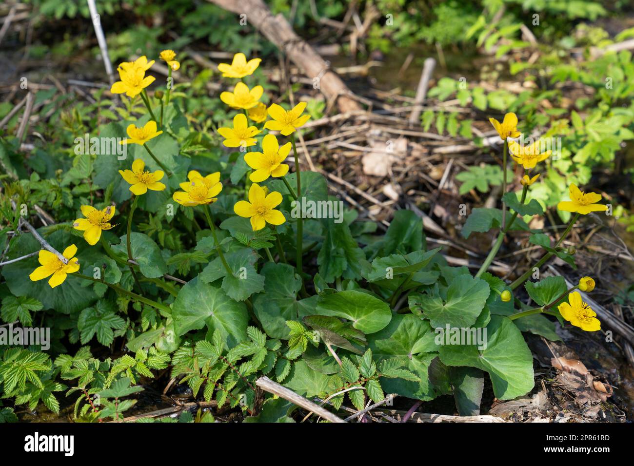 Kingcup, Caltha palustris Stockfoto