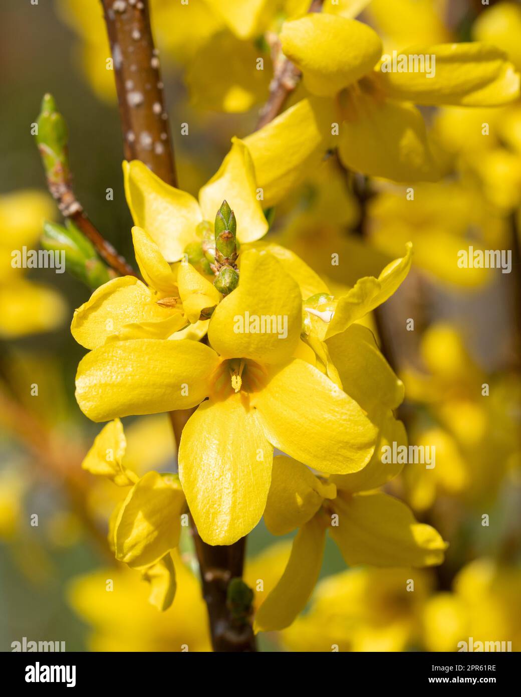 Forsythia, Forsythia intermedia Stockfoto
