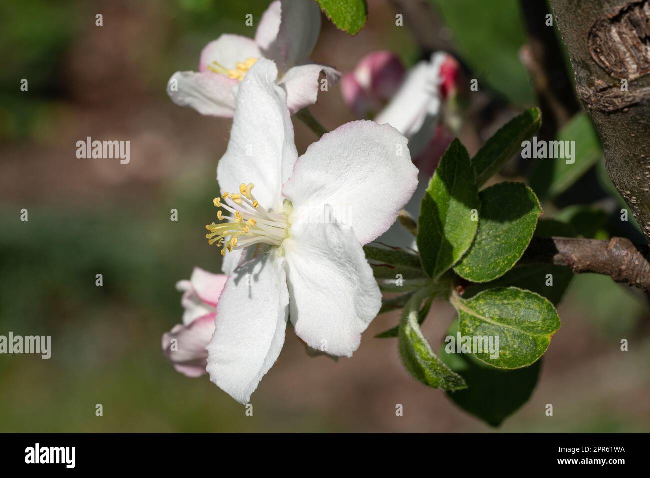 Apfelbaum, Malus domestica Stockfoto