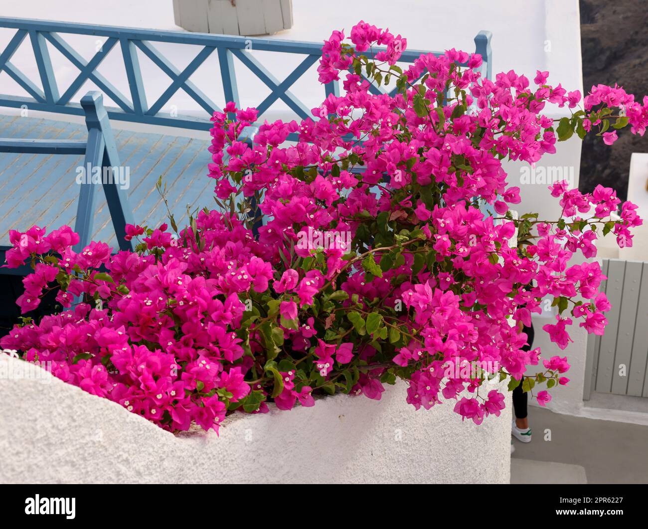 Blühende rote Bougainvillea-Blumen Stockfoto