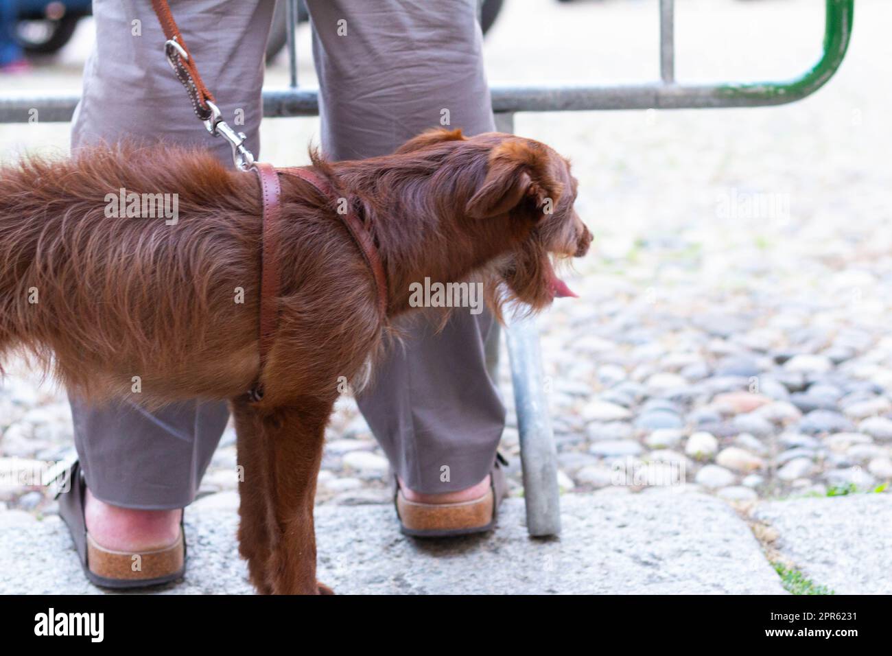 Parma, Italien - 06, 18, 2022: Klassisches Autorennen Mille Miglie 2022 Stockfoto