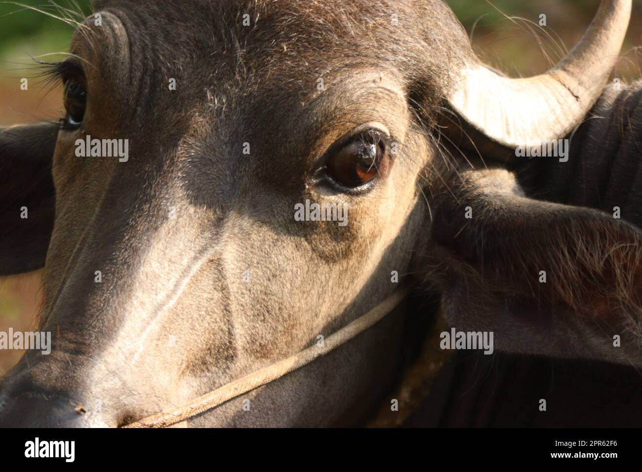 Nahaufnahme eines Büffels Stockfoto