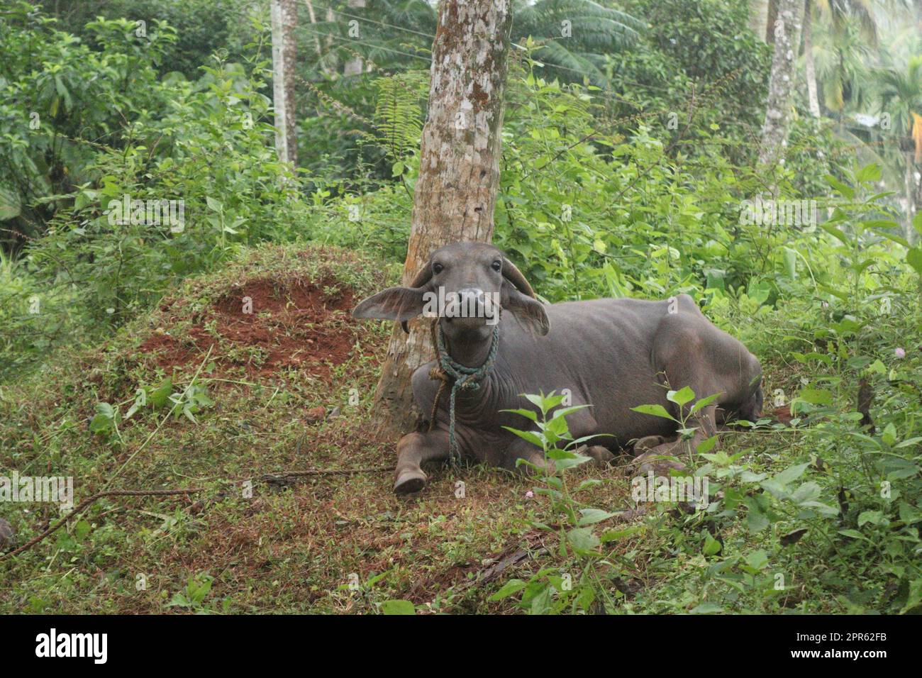 Nahaufnahme eines Büffels Stockfoto