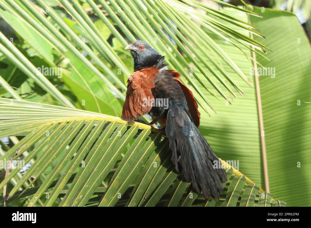 Greater Coucal nennt sich auch Chempoth, der auf einem Kokosnussblatt sitzt Stockfoto