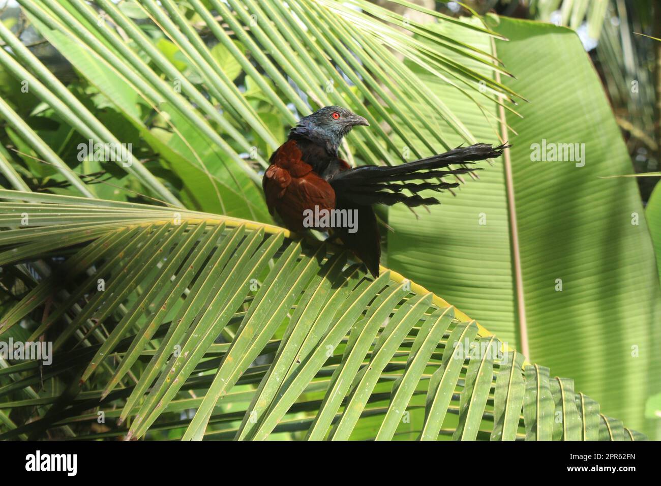 Das größere Coucal wird auch Chempoth genannt Stockfoto