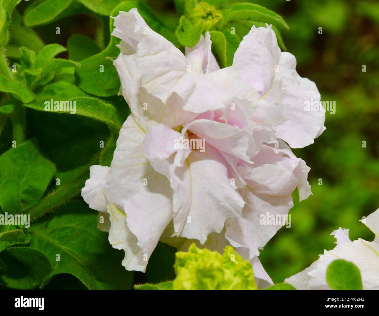 Petunienblüte (lateinische Petunien) Frottiersorten Cascade Orchid Mist Stockfoto