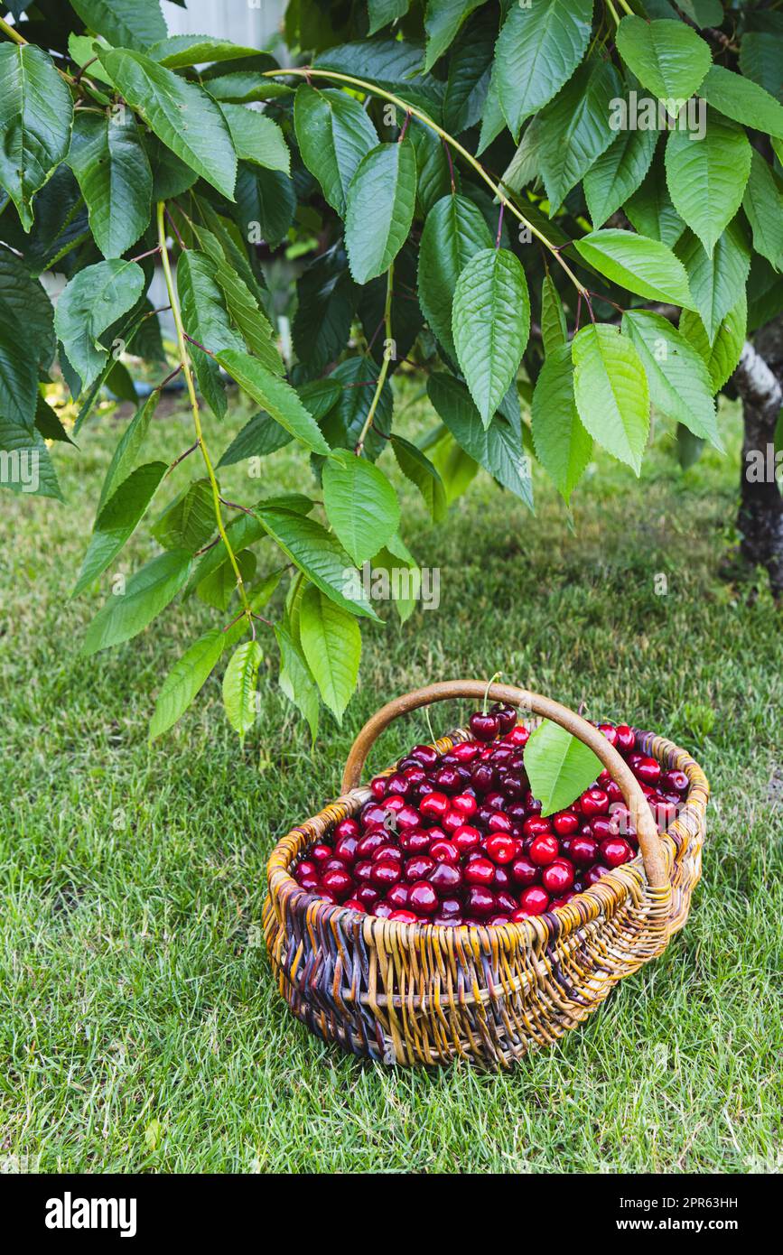 Leckere Kirschen in einem Holzkorb. Korb mit frischen reifen Kirschen im Garten Stockfoto