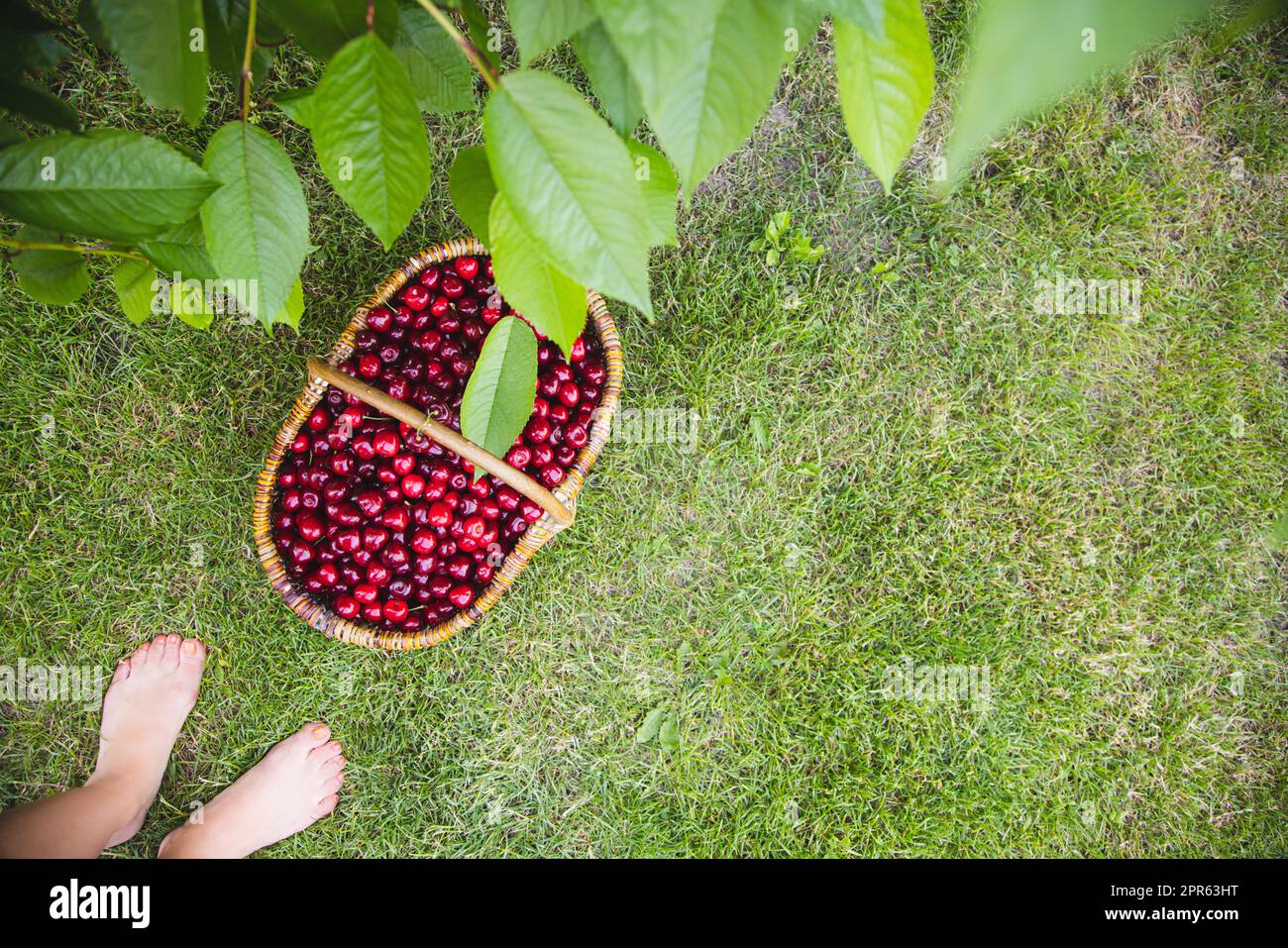 Leckere Kirschen in einem Holzkorb. Korb mit frischen reifen Kirschen im Garten Stockfoto