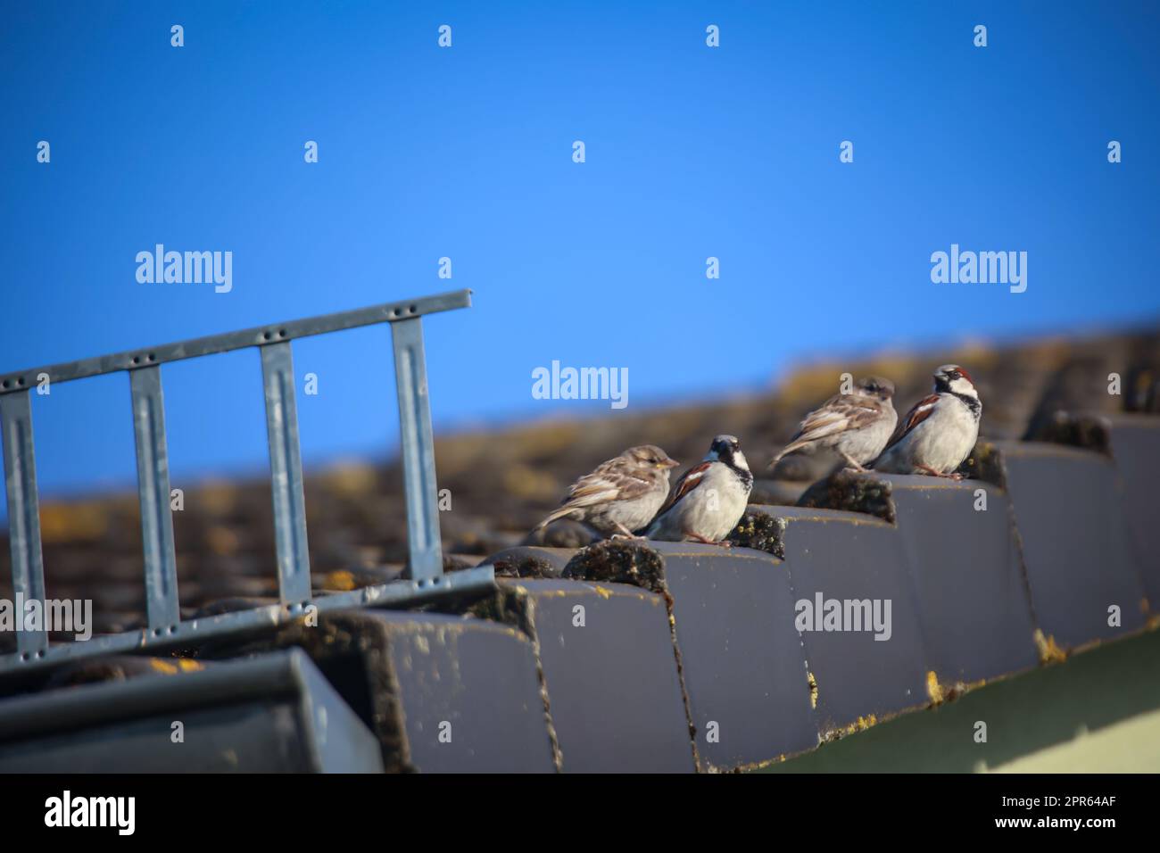 Ein Paar Spatzen, die auf einem Dach sitzen. Stockfoto