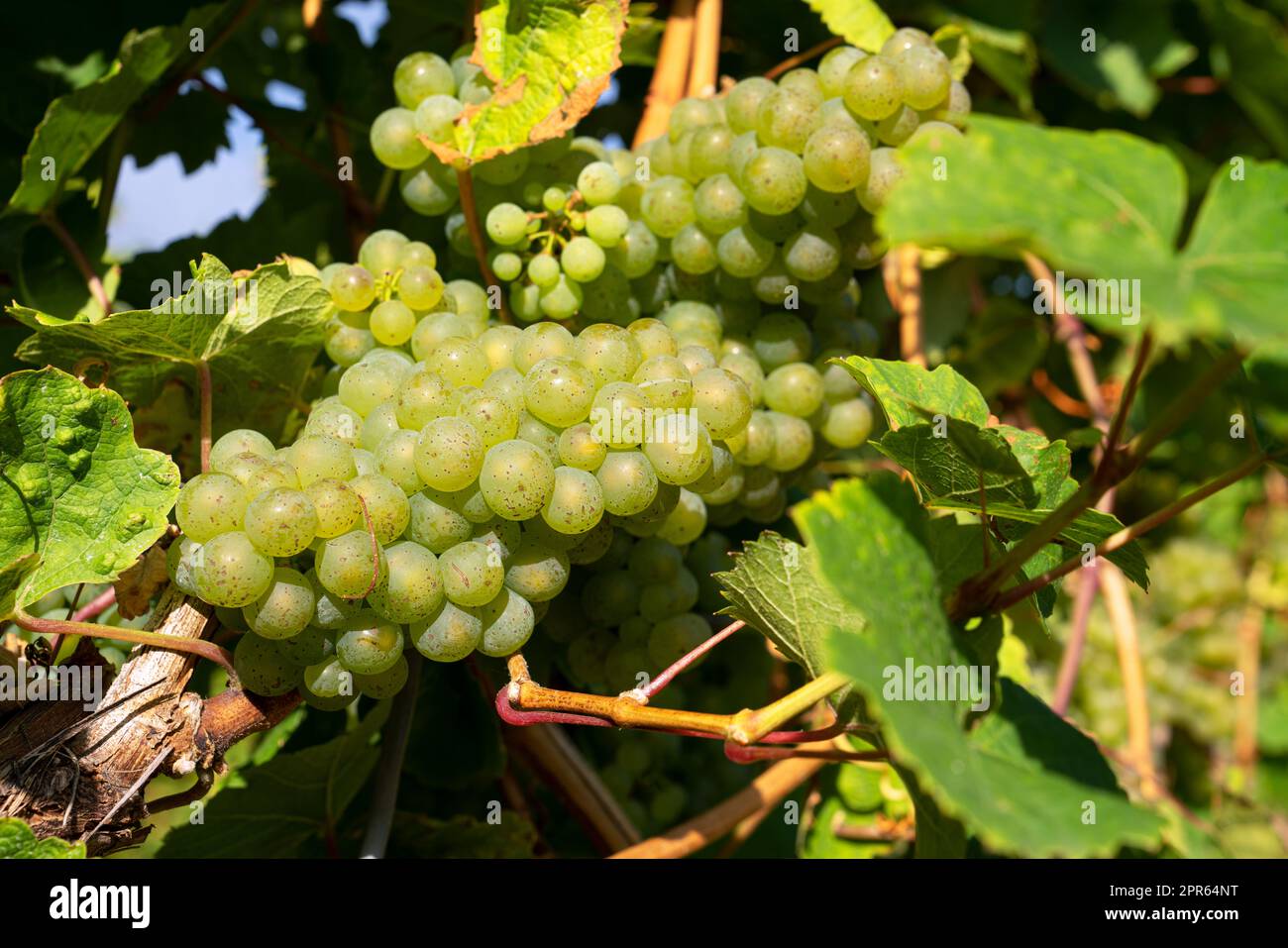 Gewöhnliche Weinrebe, Vitis vinifera Stockfoto