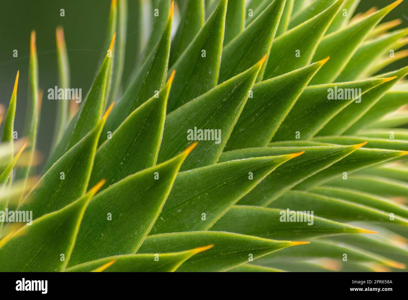 Grüne dornige Blätter von Aracaria araucana oder Affenschwanz mit scharfen nadelartigen Blättern und Spikes exotischer Pflanzen in der Wildnis patagoniens zeigen symmetrische Formdetails der grünen Blätter Stockfoto