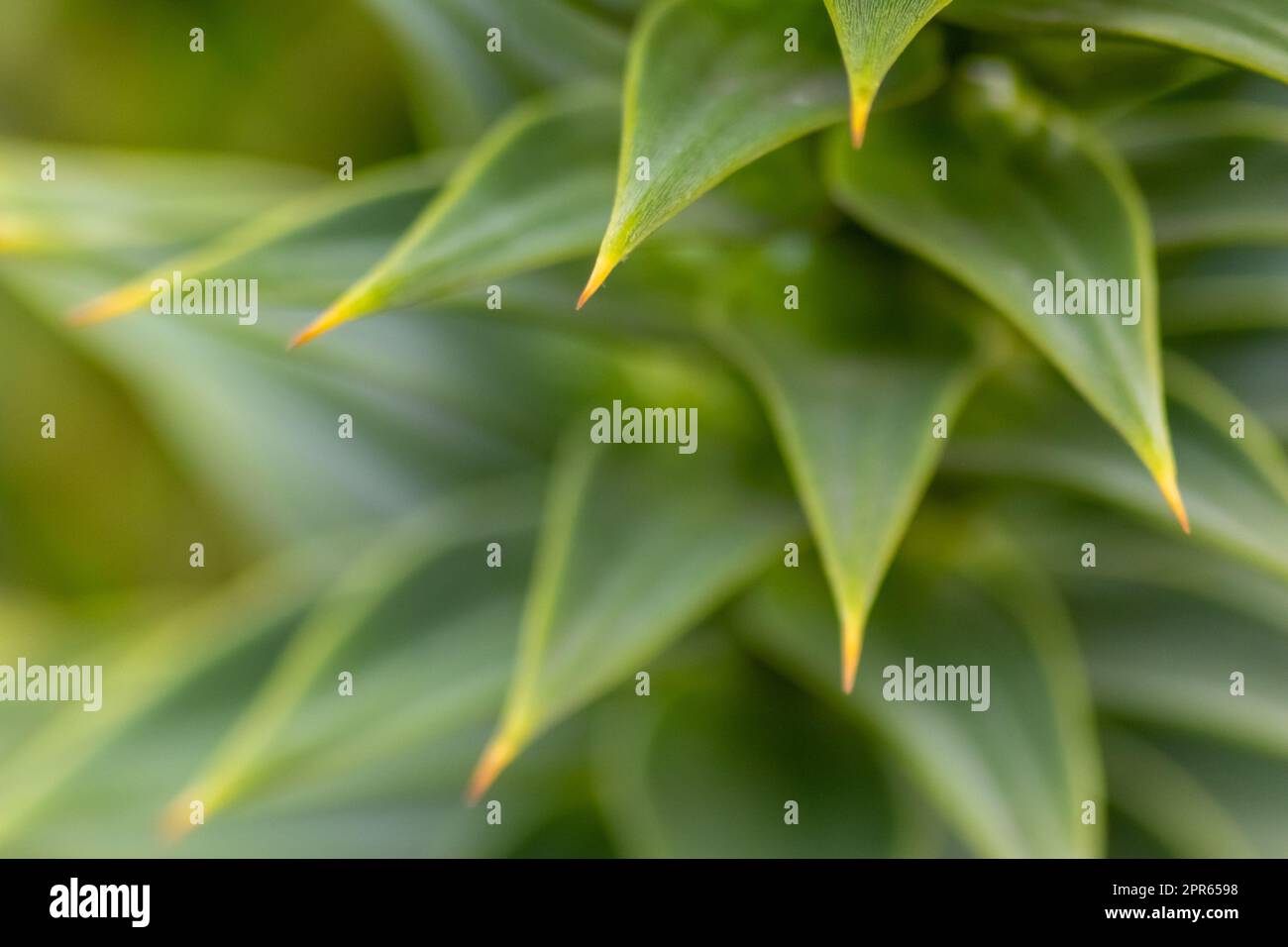 Grüne dornige Blätter von Aracaria araucana oder Affenschwanz mit scharfen nadelartigen Blättern und Spikes exotischer Pflanzen in der Wildnis patagoniens zeigen symmetrische Formdetails der grünen Blätter Stockfoto