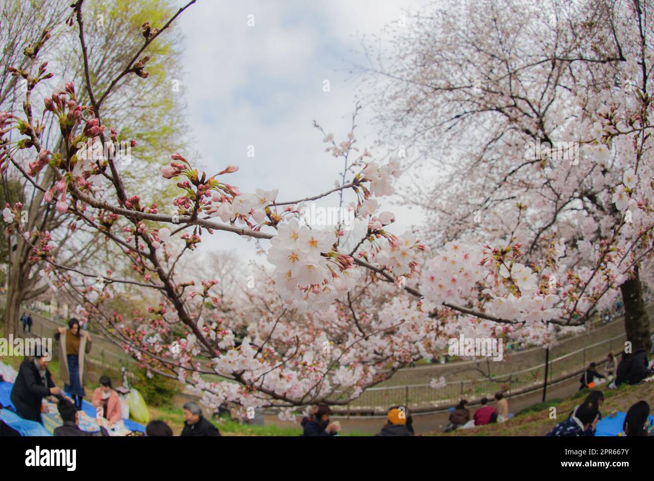 Zempukuji-Park mit Kirschbaum und bewölktem Wetter Stockfoto