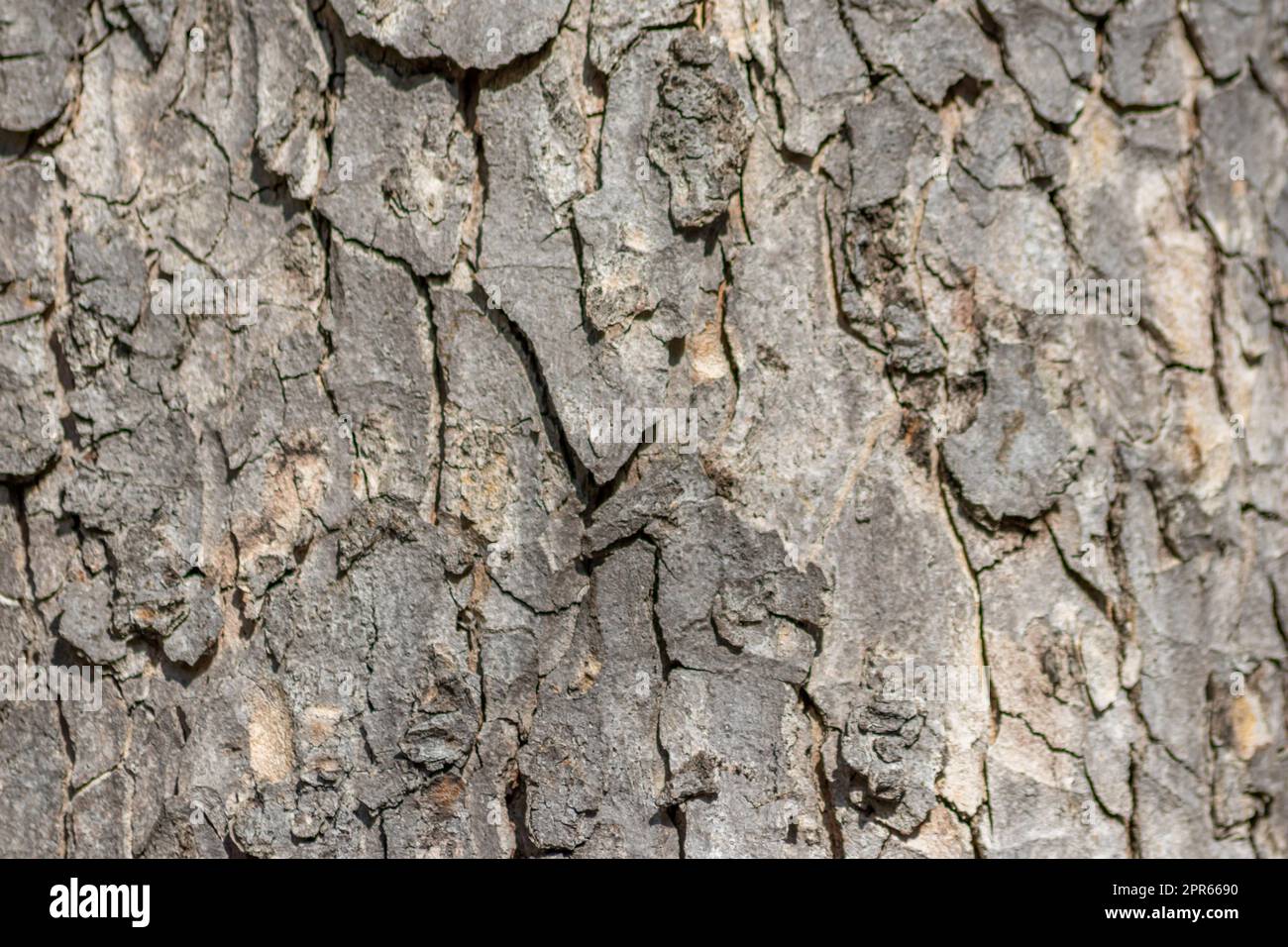 Baumrindenmakro mit feinen natürlichen Strukturen und raue Baumrinde als natürlicher und ökologischer Hintergrund zeigt eine wunderschöne Holzstruktur mit Narben und Schutz als Lebensraum für kleine Insekten Stockfoto