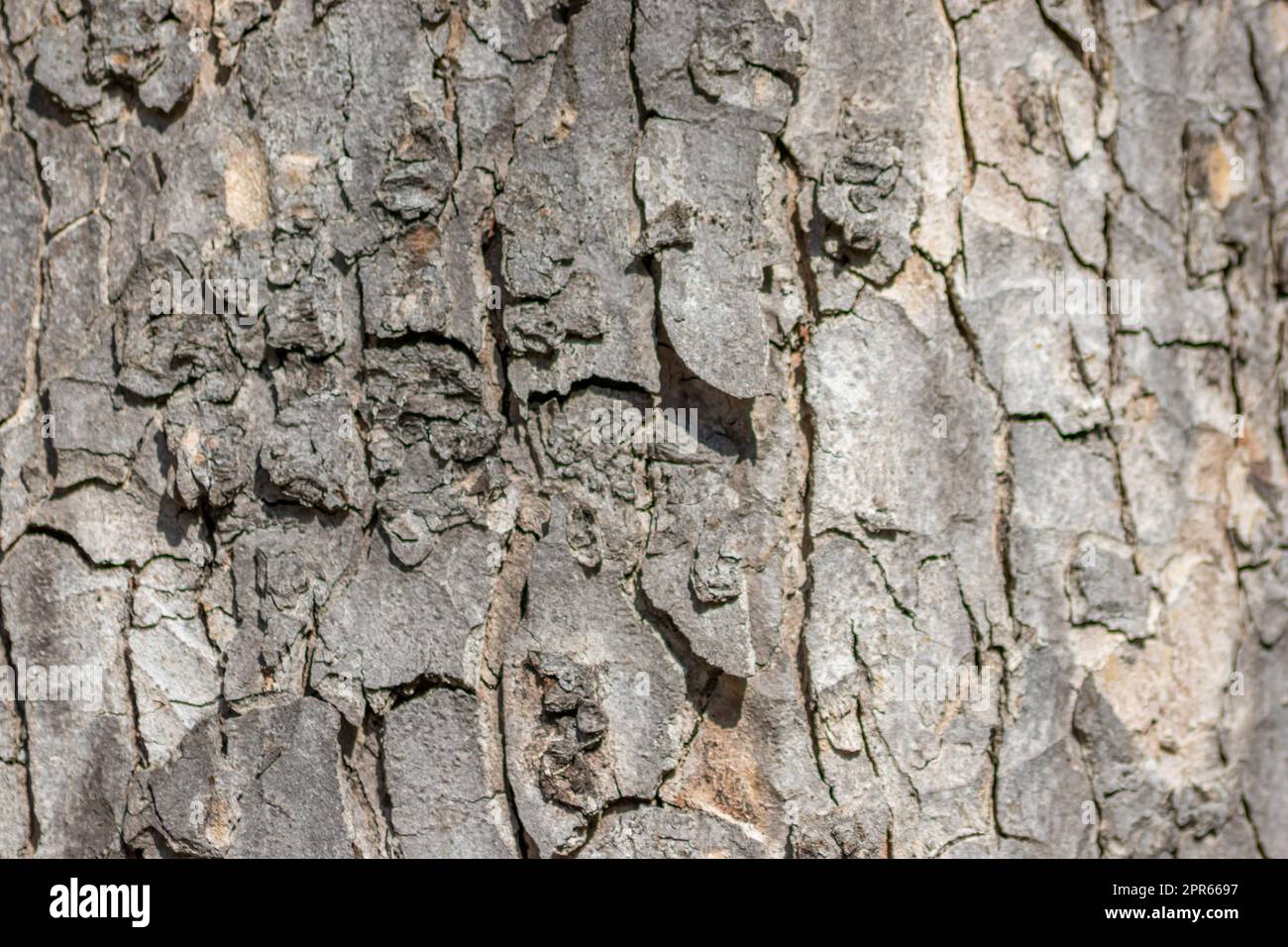 Baumrindenmakro mit feinen natürlichen Strukturen und raue Baumrinde als natürlicher und ökologischer Hintergrund zeigt eine wunderschöne Holzstruktur mit Narben und Schutz als Lebensraum für kleine Insekten Stockfoto