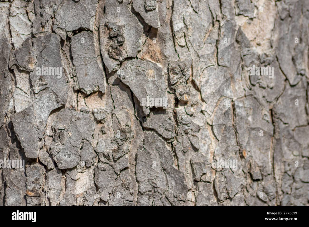 Baumrindenmakro mit feinen natürlichen Strukturen und raue Baumrinde als natürlicher und ökologischer Hintergrund zeigt eine wunderschöne Holzstruktur mit Narben und Schutz als Lebensraum für kleine Insekten Stockfoto