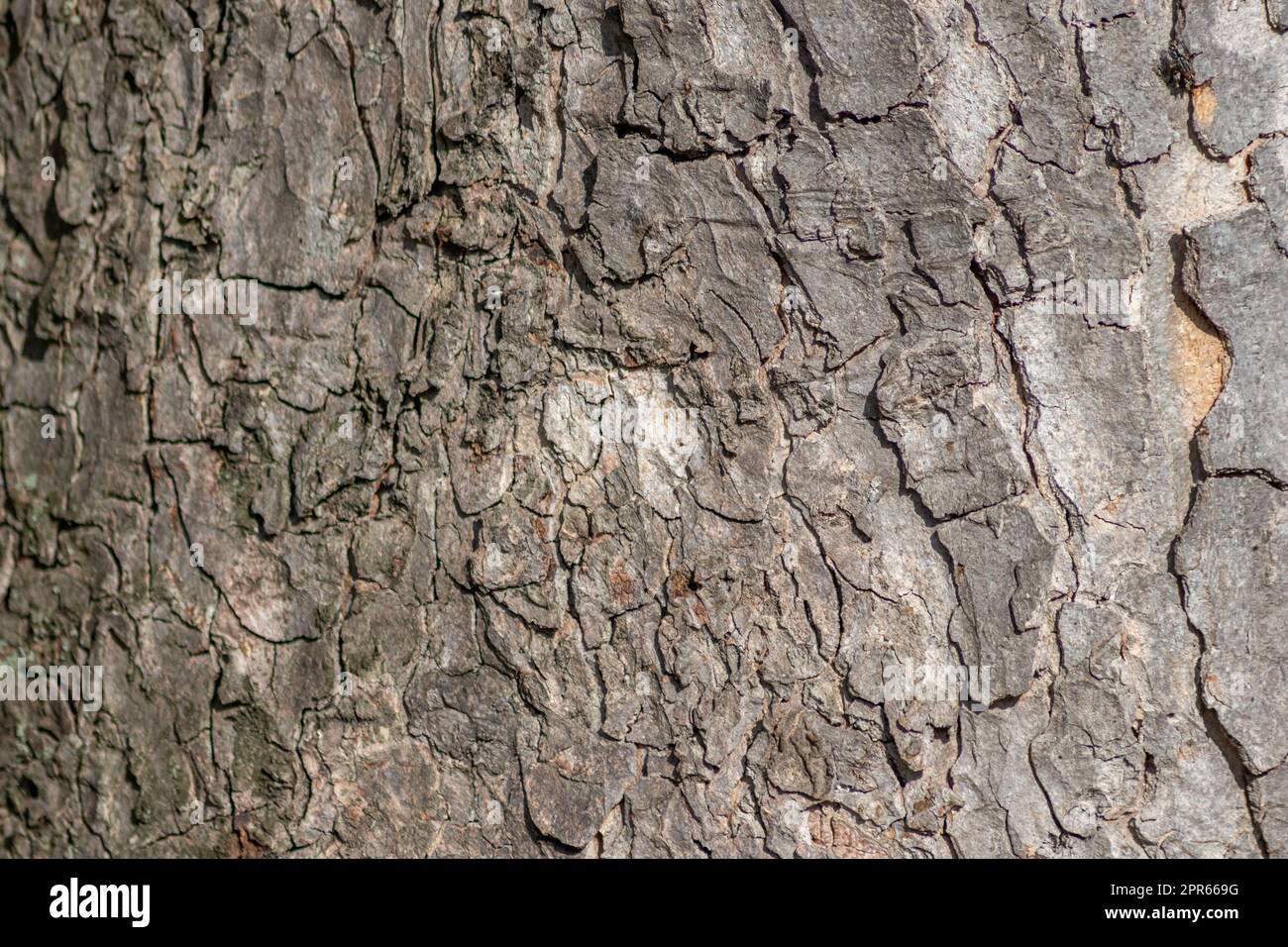 Baumrindenmakro mit feinen natürlichen Strukturen und raue Baumrinde als natürlicher und ökologischer Hintergrund zeigt eine wunderschöne Holzstruktur mit Narben und Schutz als Lebensraum für kleine Insekten Stockfoto