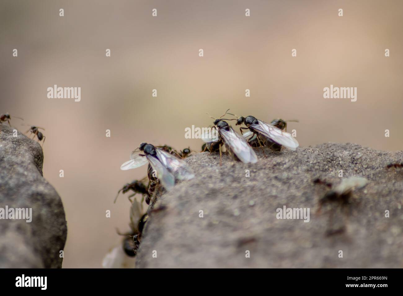 ANT Hochzeitsflug mit fliegenden Ameisen wie neuen Ameisenköniginnen und männlichen Ameisen mit gespreizten Flügeln paaren sich als nützliches Insekt für die Reproduktion in Makro-Niederwinkelblick formikale Nestkolonie neue Insektengesellschaft Stockfoto