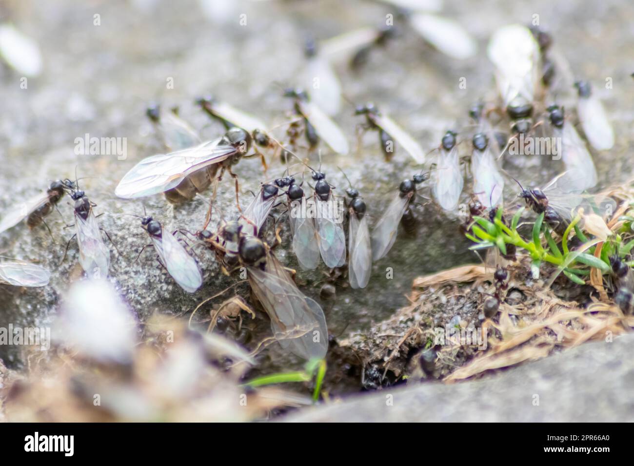 ANT Hochzeitsflug mit fliegenden Ameisen wie neuen Ameisenköniginnen und männlichen Ameisen mit gespreizten Flügeln paaren sich als nützliches Insekt für die Reproduktion in Makro-Niederwinkelblick formikale Nestkolonie neue Insektengesellschaft Stockfoto