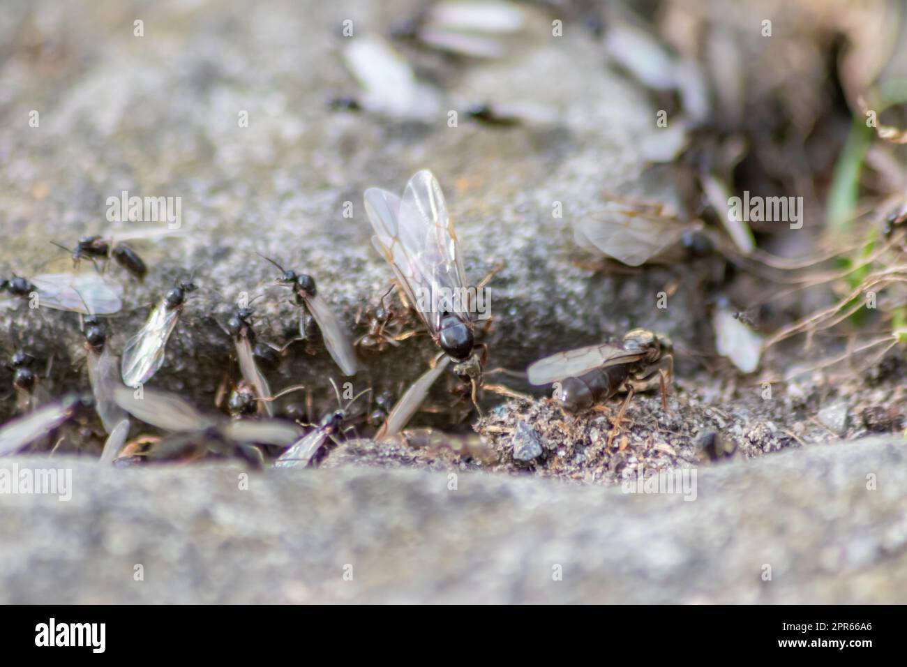 ANT Hochzeitsflug mit fliegenden Ameisen wie neuen Ameisenköniginnen und männlichen Ameisen mit gespreizten Flügeln paaren sich als nützliches Insekt für die Reproduktion in Makro-Niederwinkelblick formikale Nestkolonie neue Insektengesellschaft Stockfoto