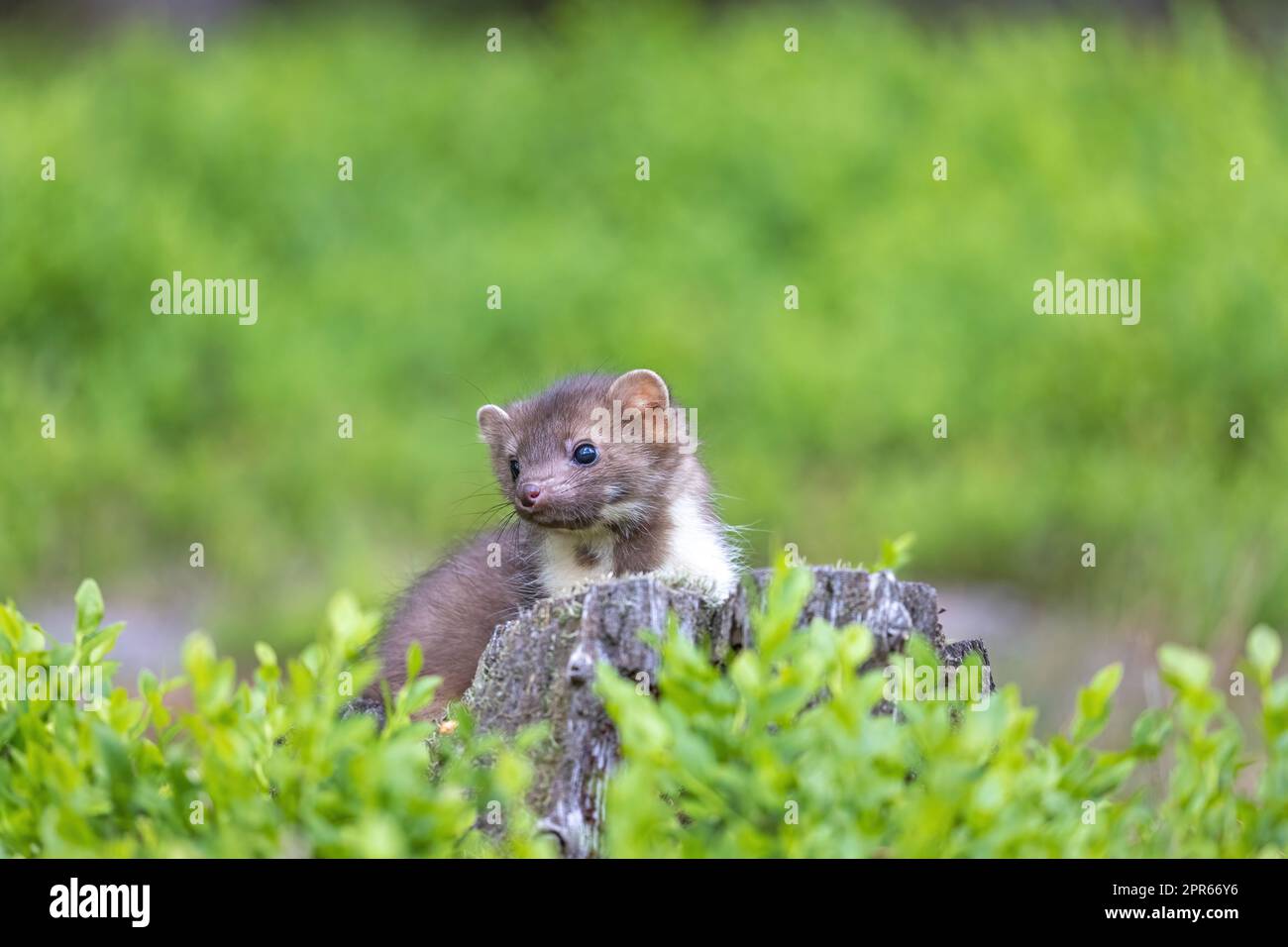 Süßer junger Marder, der in der Blaubeere posiert. Stockfoto
