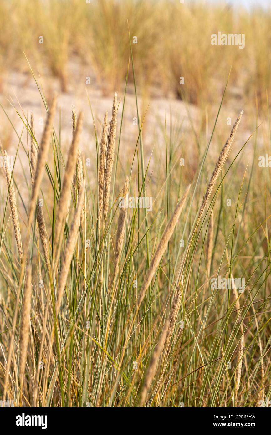 Dünengras als Schutz für die Dünen und auch Lebensraum für Tiere und Insekten. Stockfoto
