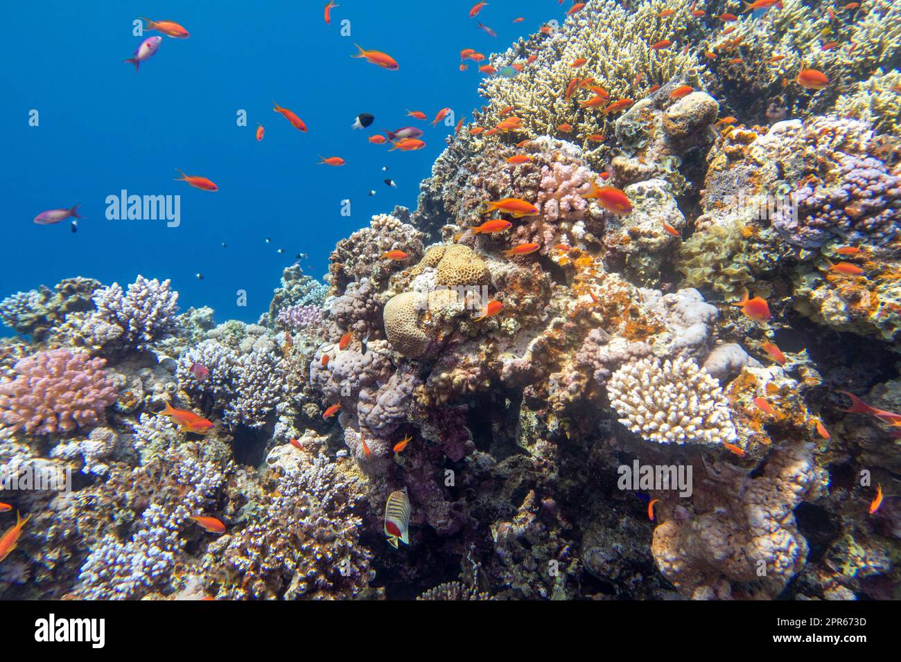 Farbenfrohe, malerische Korallenriffe auf dem Grund des tropischen Meeres, harte und weiche Korallen mit Anthias-Fischen, Unterwasserlandschaft Stockfoto