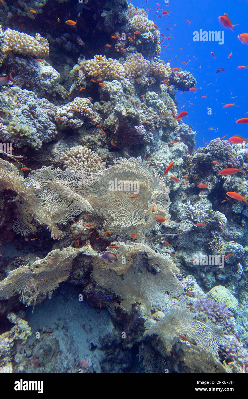 Farbenfrohe Korallenriffe am Boden des tropischen Meeres, gelbe Gorgonien und Fischanthias, Unterwasserlandschaft Stockfoto